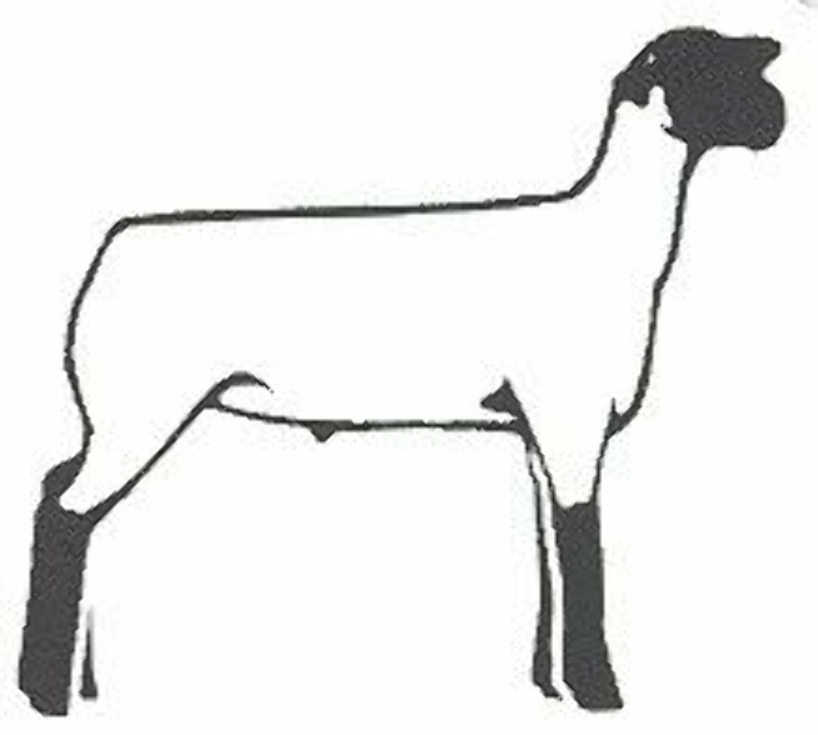 4-h logo sheep