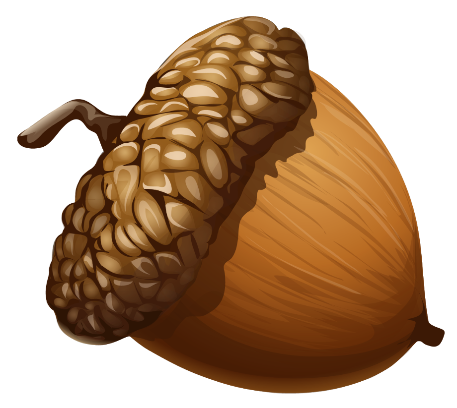 acorn clipart fall