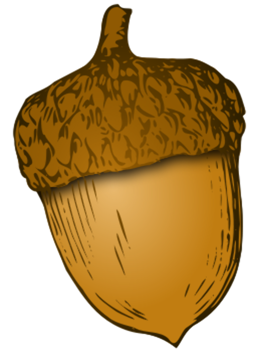 acorn clipart vector