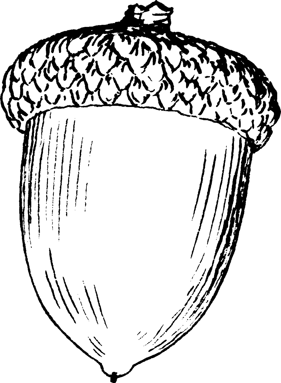 acorn drawing kid