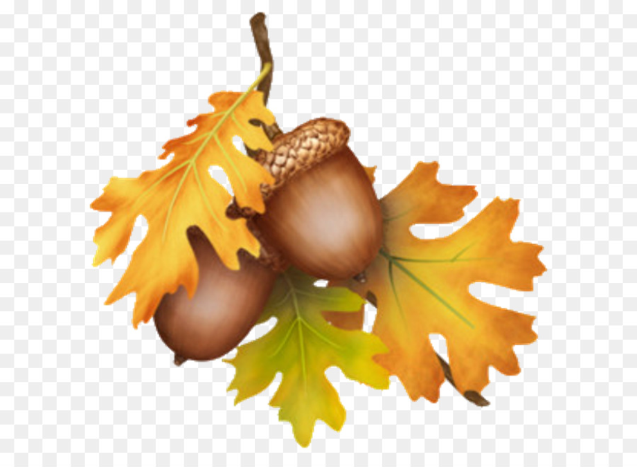 Download High Quality acorn clipart leaves Transparent PNG Images - Art