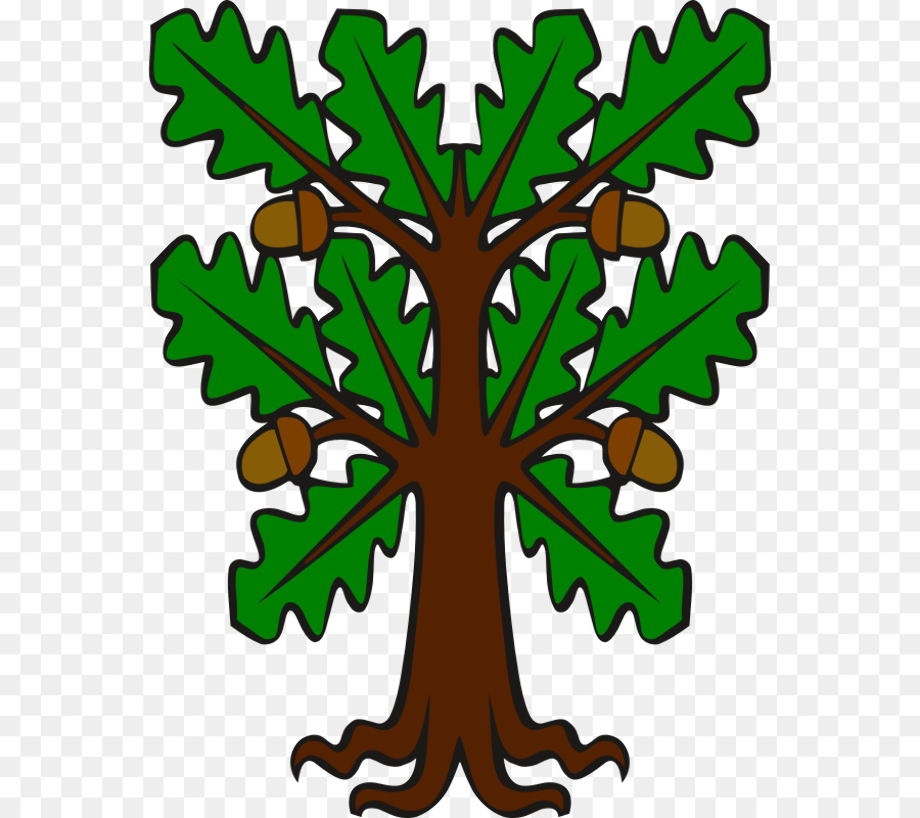 Acorn oak tree