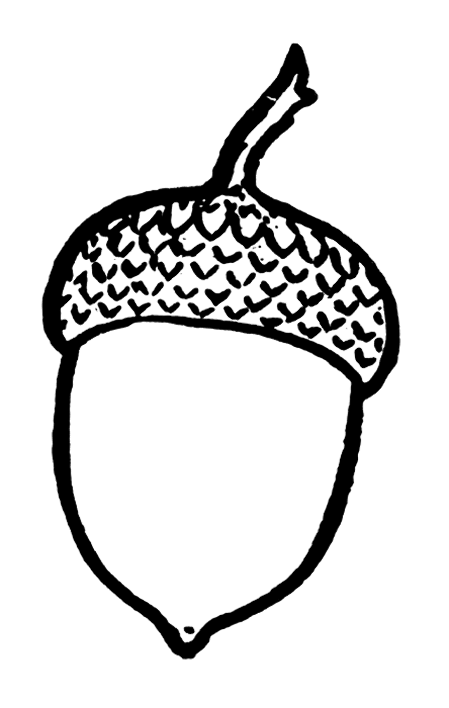 acorn clipart outline
