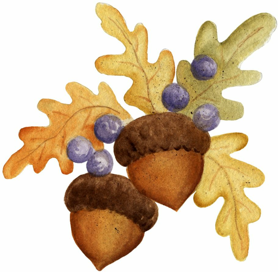 apple and acorn clipart