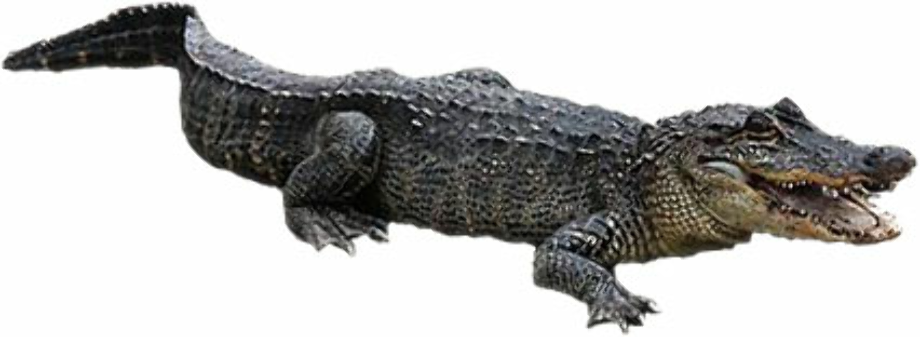alligator clip art american