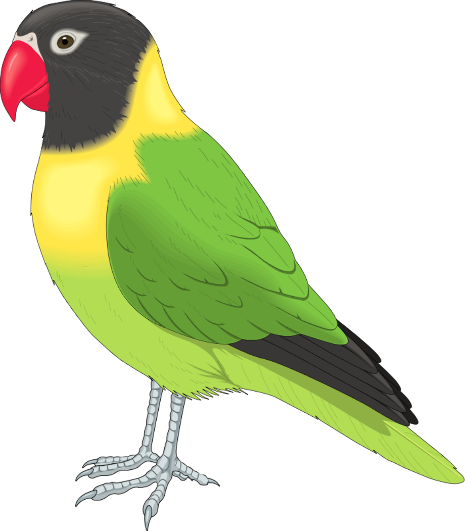 bird clipart parrot