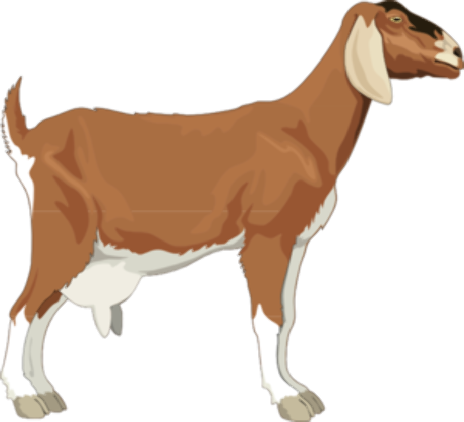 Animal clipart goat