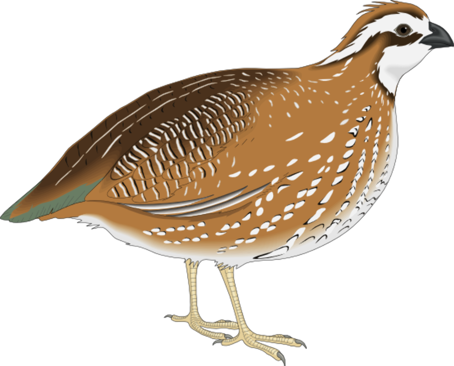 Animal clipart quail