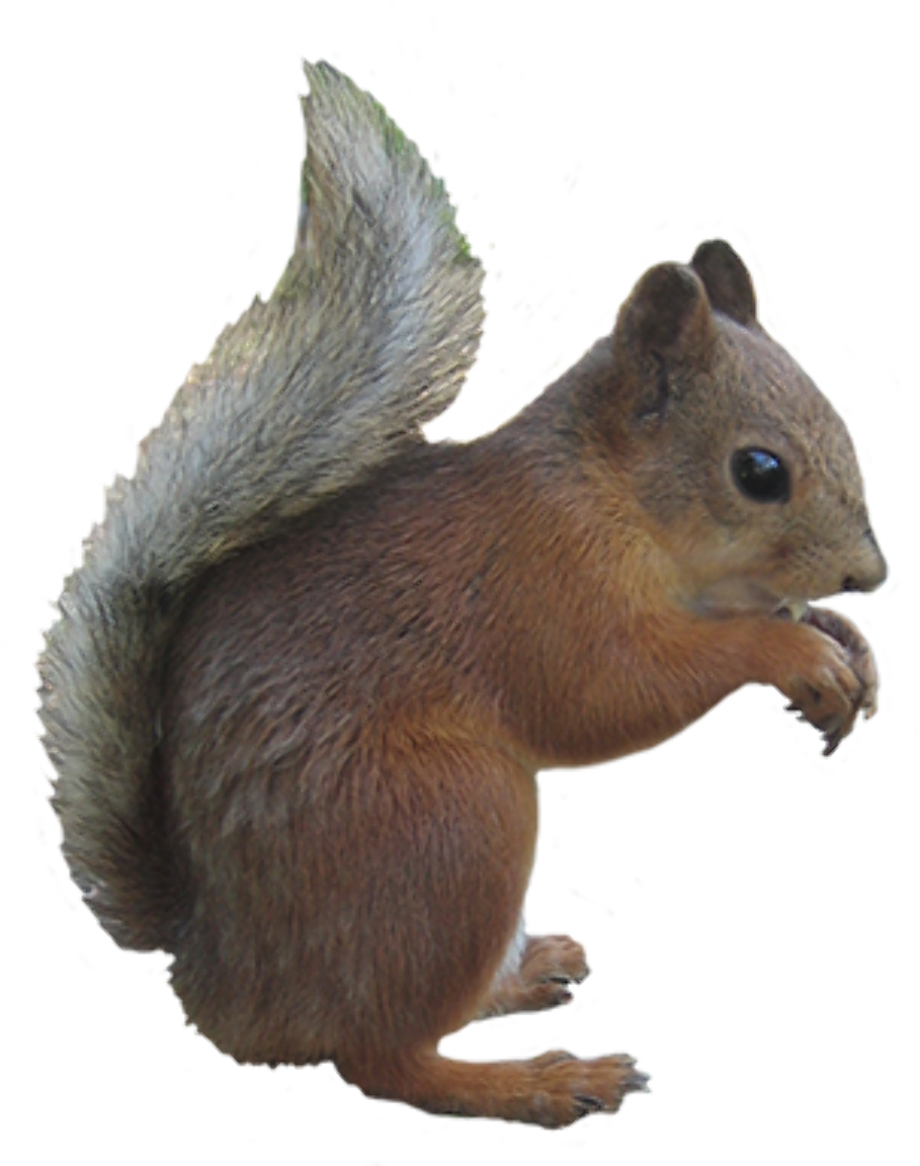 squirrel clipart realistic
