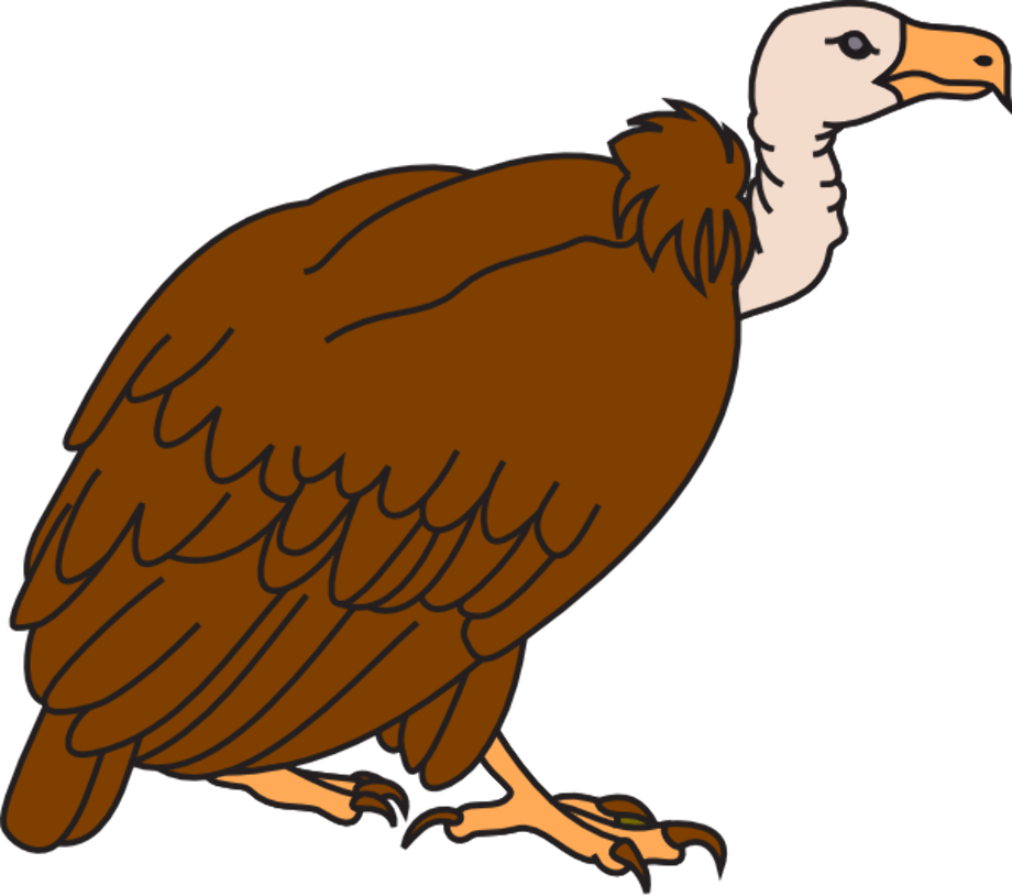 Animal clipart vulture