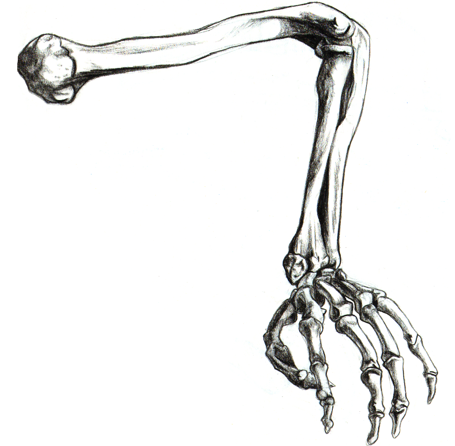 arm clipart skeleton