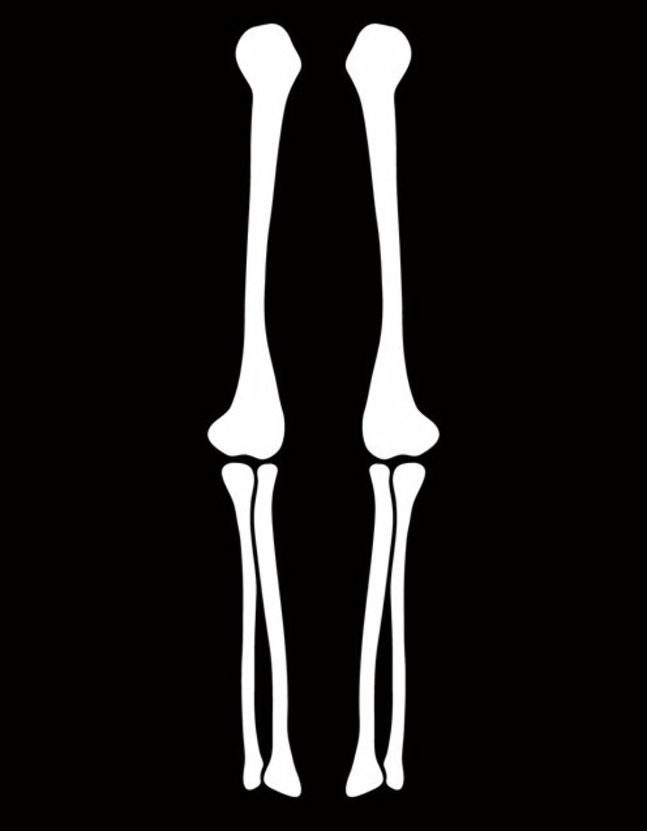 Download High Quality Arm Clipart Skeleton Transparent PNG Images Art Download High Quality Arm Clipart Skeleton Transparent PNG Images Art