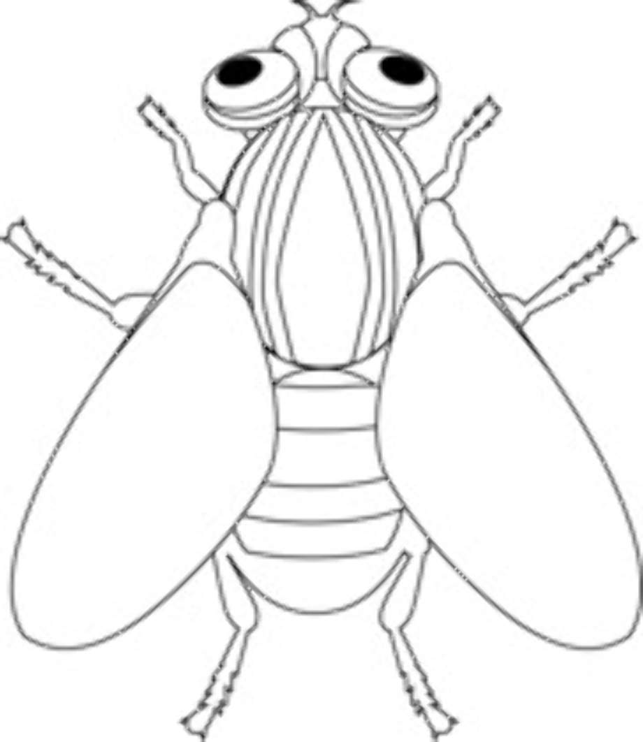 fly clipart white