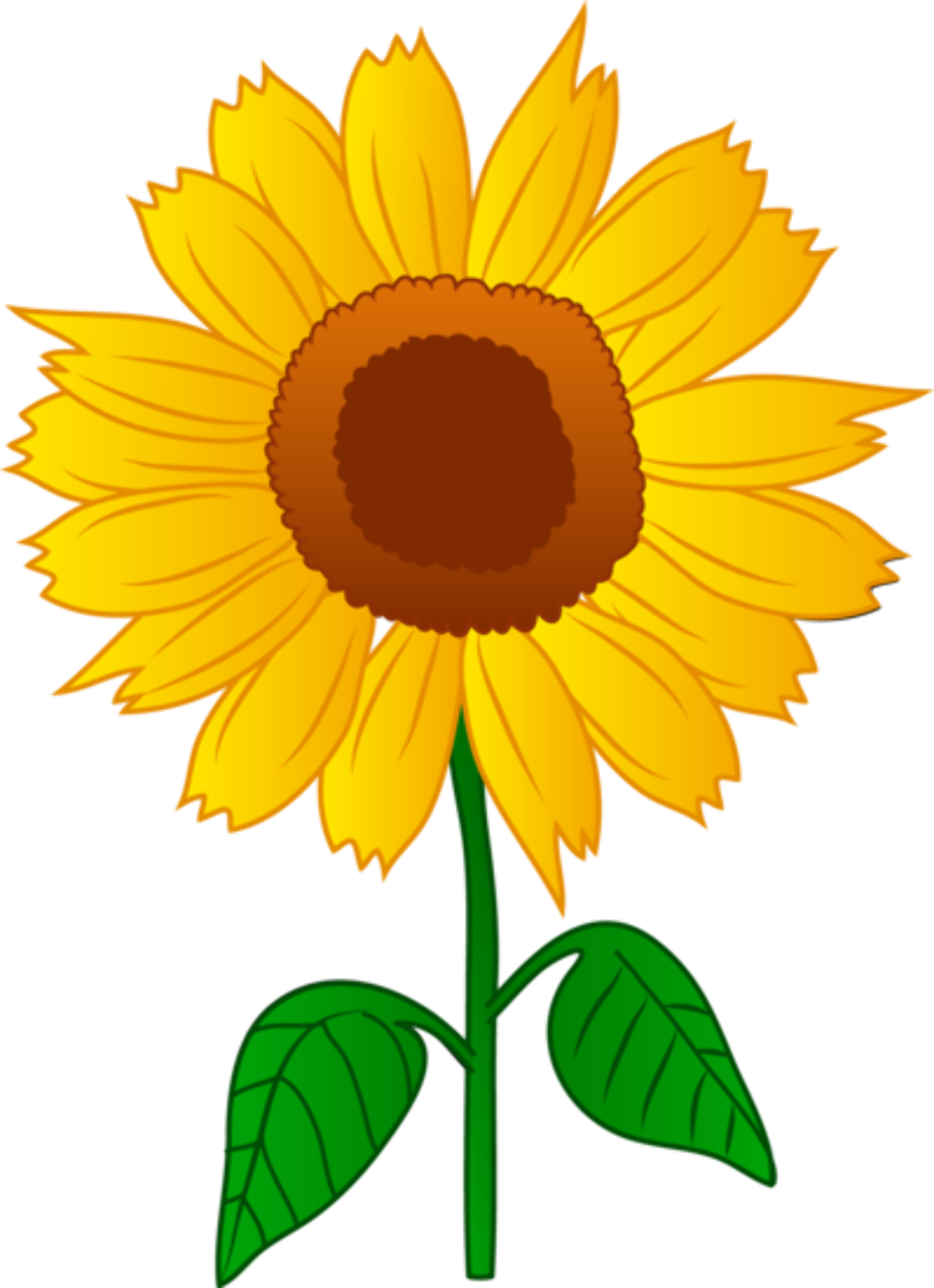 download high quality august clipart sunflower transparent