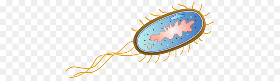 bacteria clipart e coli