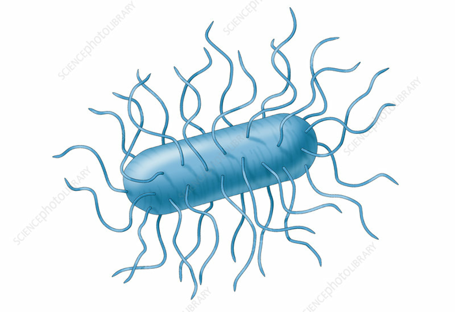 Download High Quality bacteria clipart e coli Transparent PNG Images