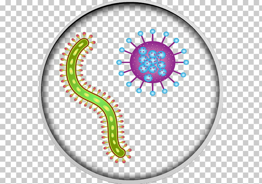 Download High Quality bacteria clipart microbiology Transparent PNG