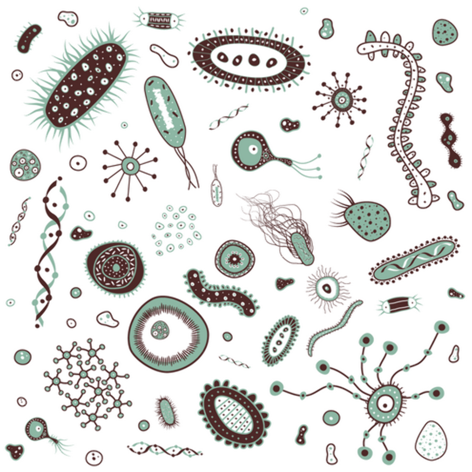 Download High Quality bacteria clipart microorganism Transparent PNG ...