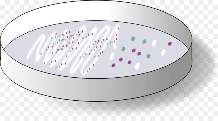 Download High Quality bacteria clipart petri dish Transparent PNG