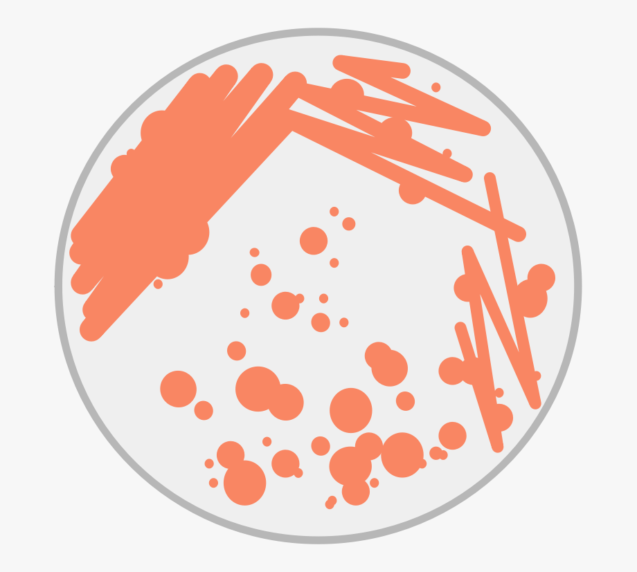 bacteria clipart petri dish