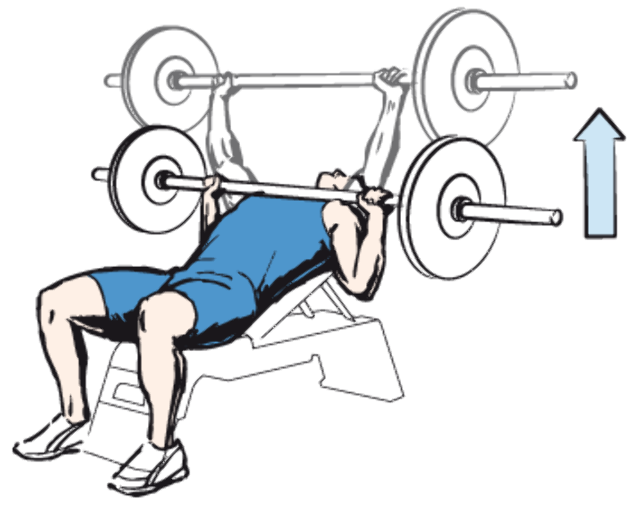 Download High Quality barbell clipart bench press bar Transparent PNG