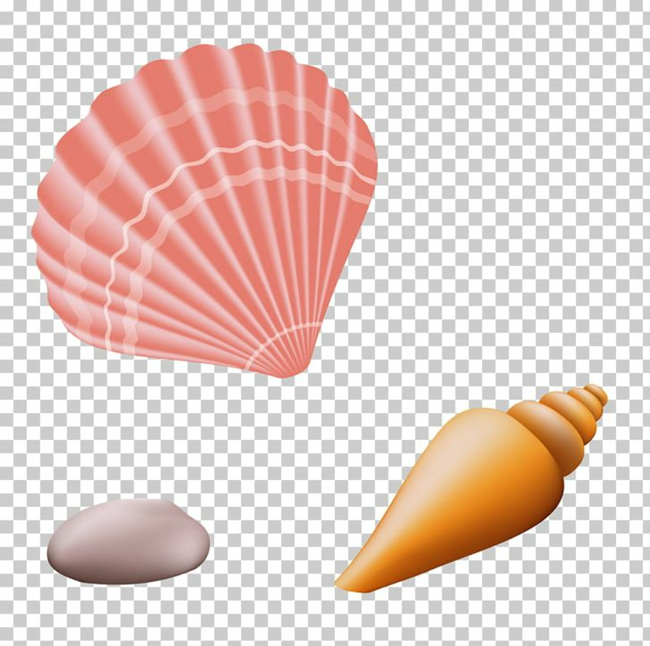 Download High Quality beach clipart seashell Transparent PNG Images