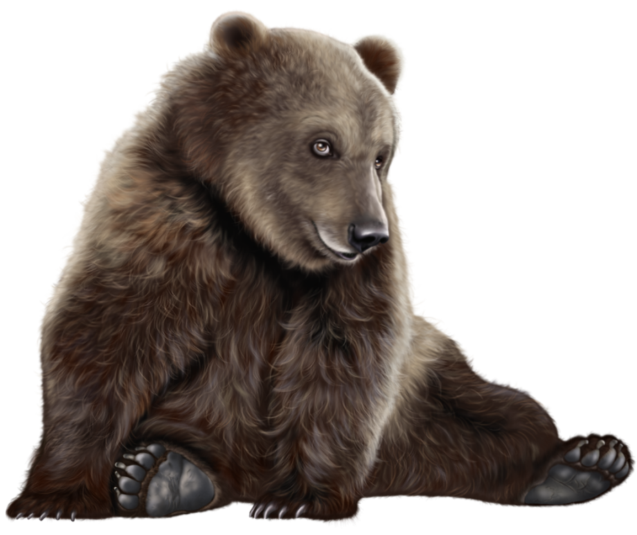 Download High Quality bear clipart realistic Transparent PNG Images