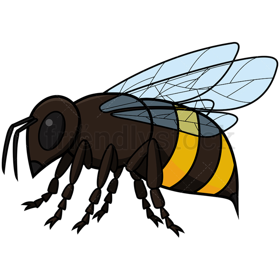 bee clipart realistic