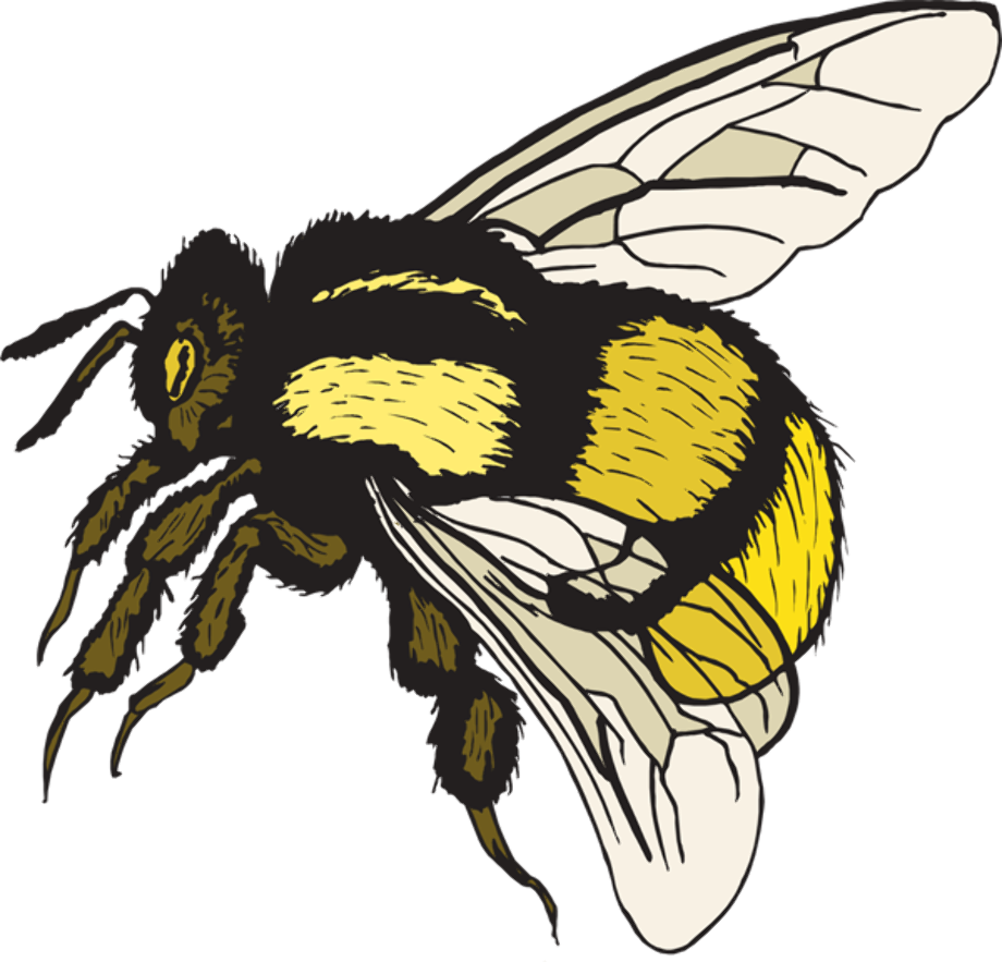 Download High Quality bee clipart realistic Transparent PNG Images