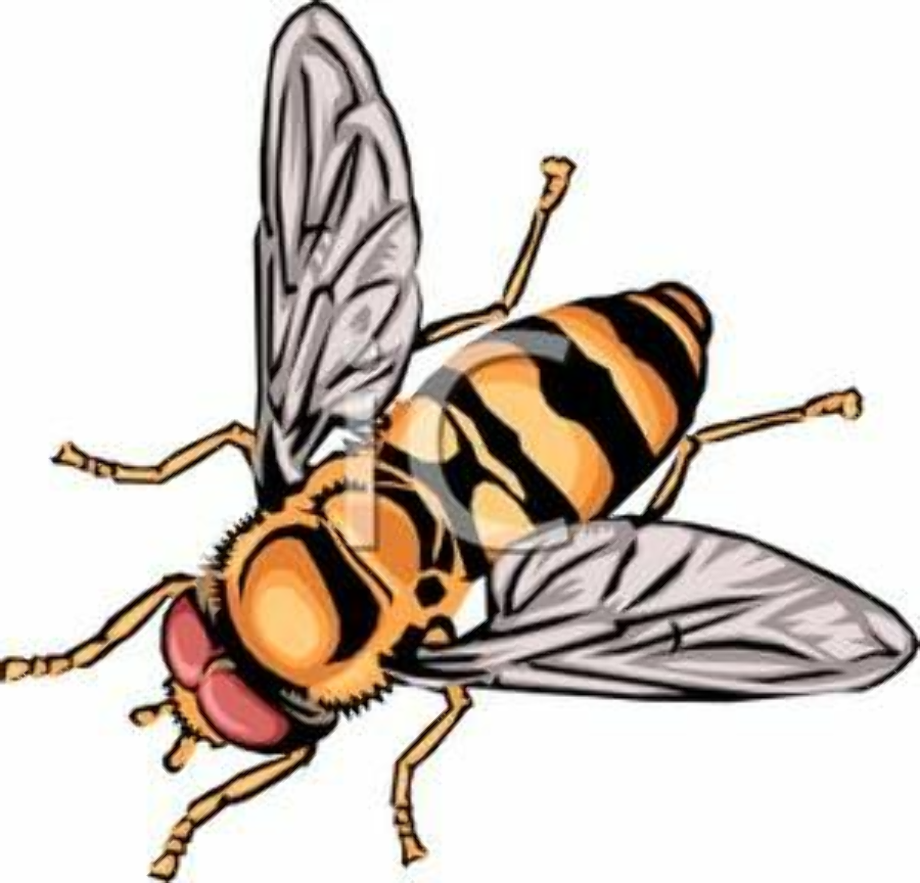 bumble bee clipart realistic