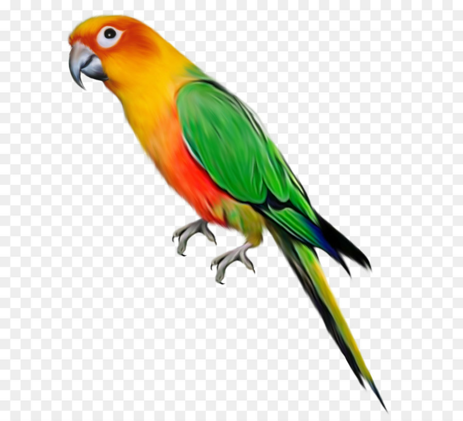 parrot clipart bird