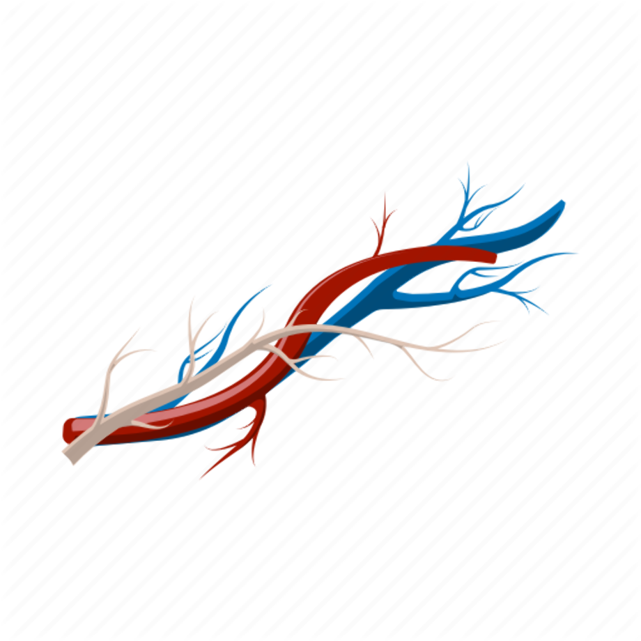 Blood transparent vessel