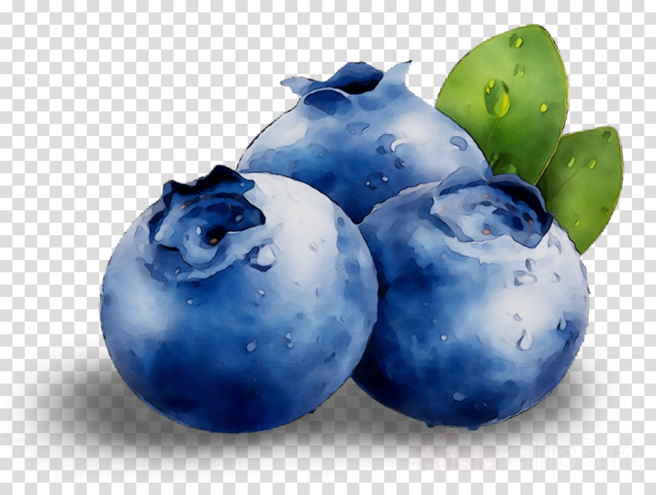 Blueberry Drawing - Drawing Image