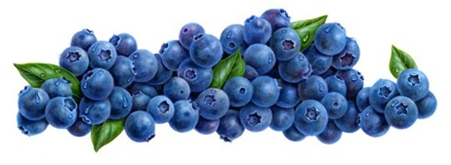 blueberry clipart basket