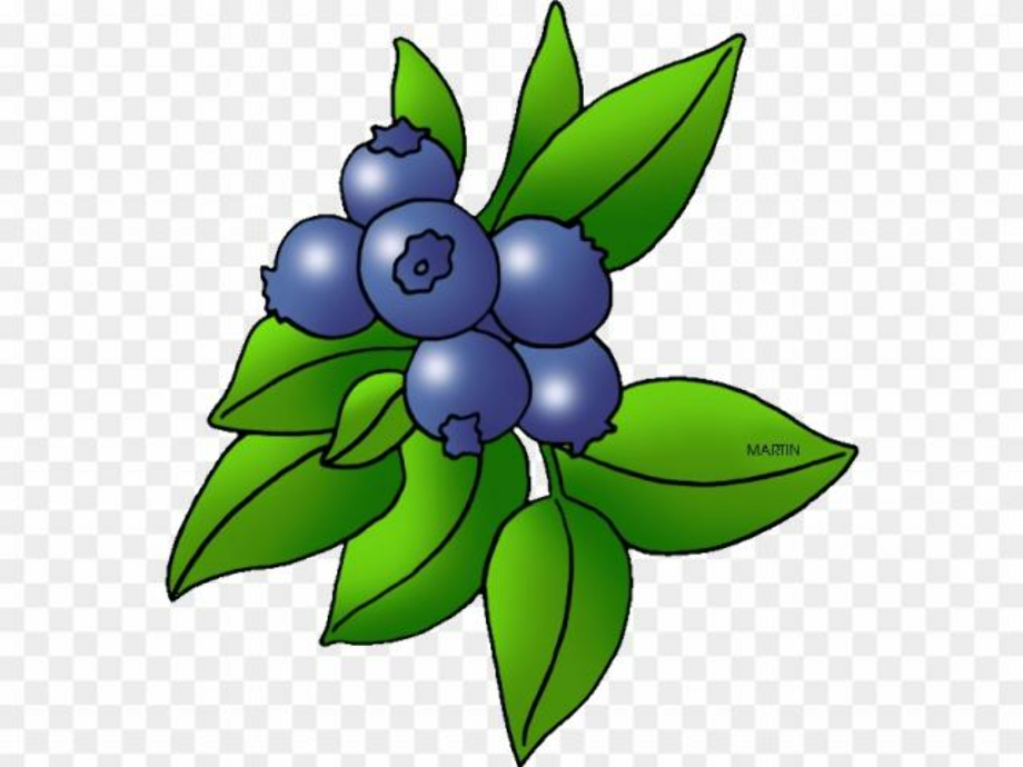 blueberry clipart bush