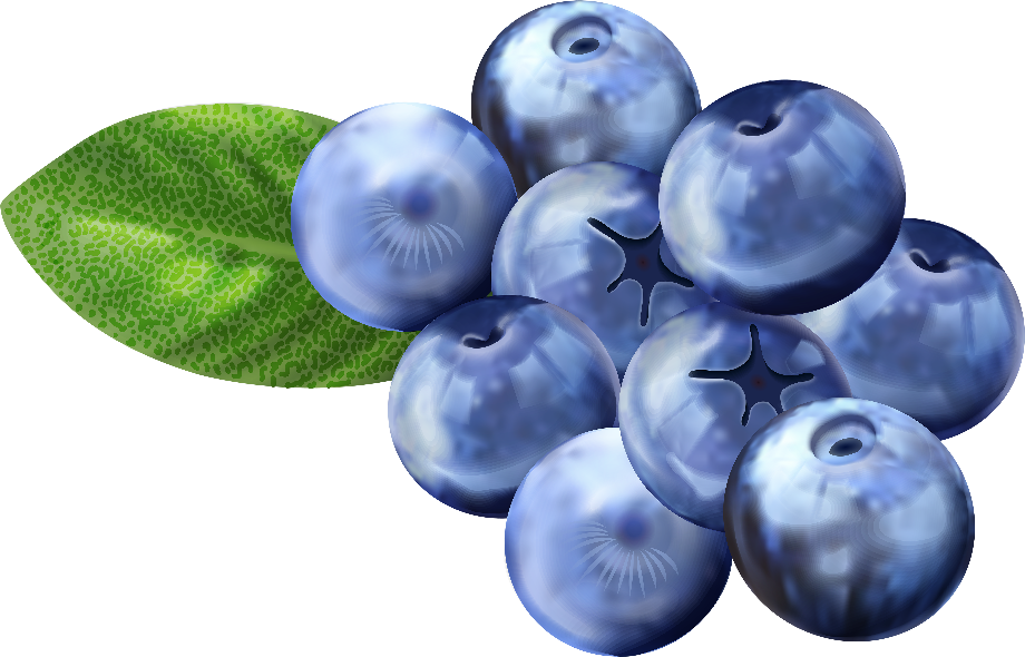 Download High Quality blueberry clipart printable Transparent PNG
