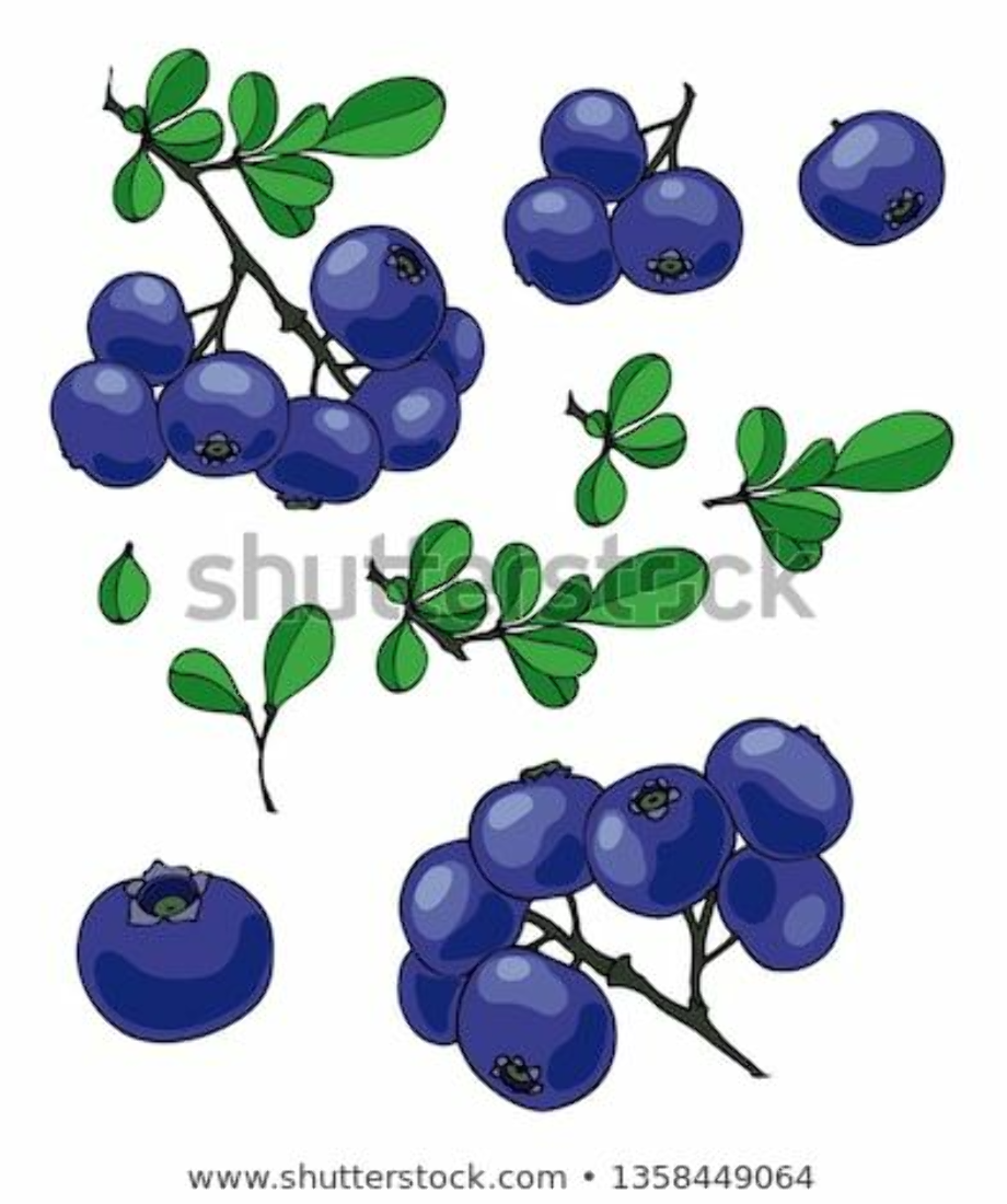 Blueberry clipart shutterstock. Set for your design