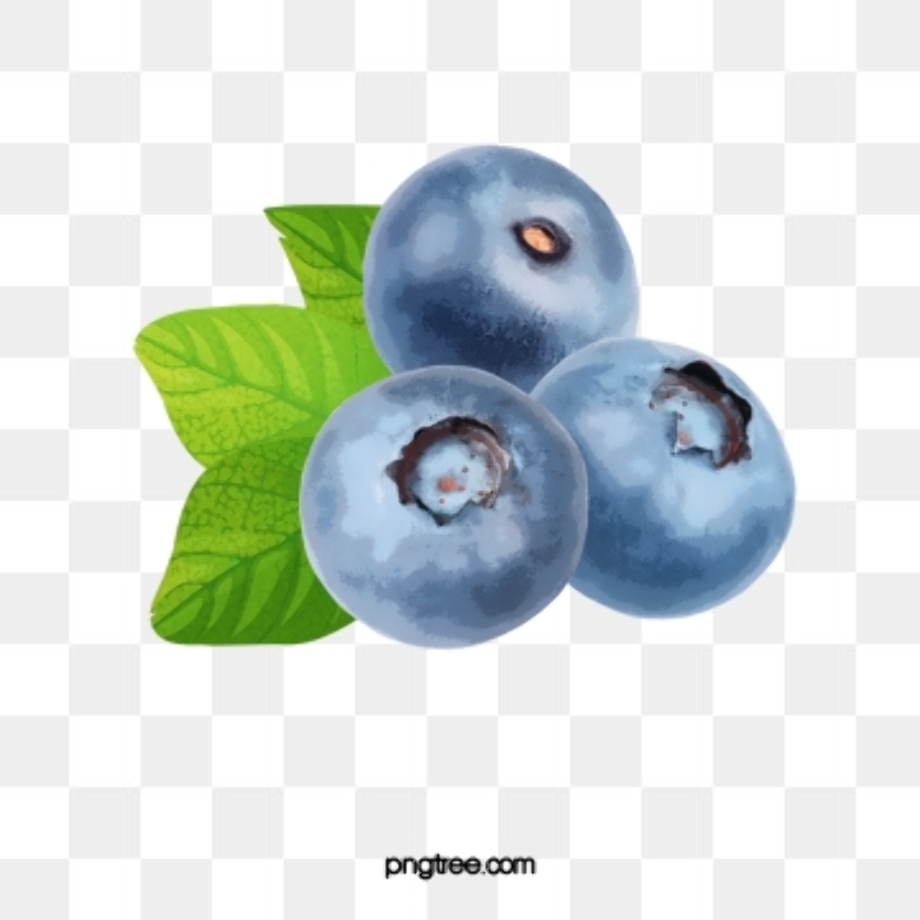 blueberry clipart vector