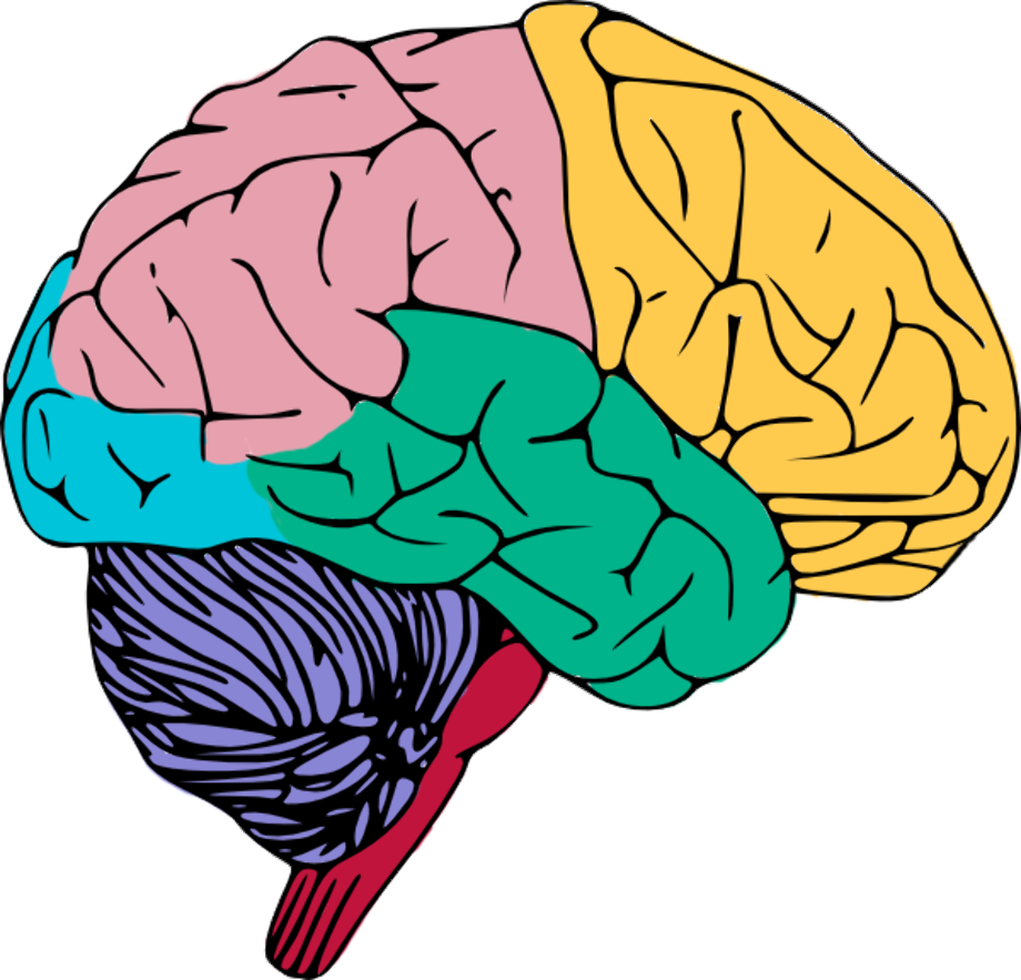 brain clipart learning