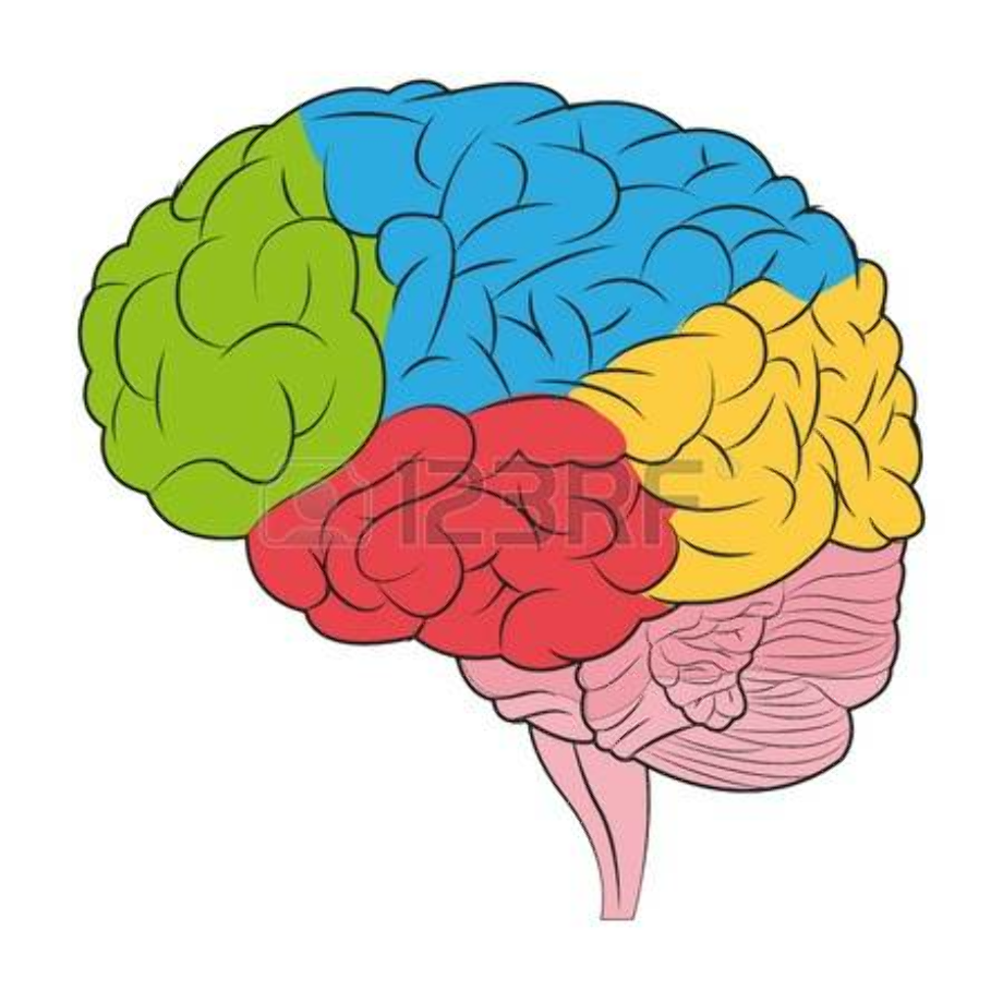 brain clipart colorful