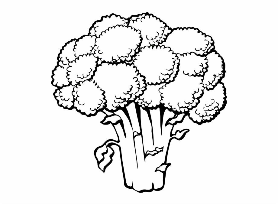 broccoli clipart drawing