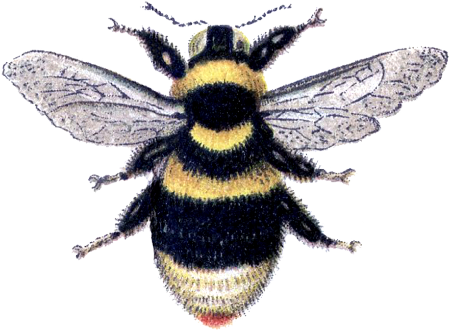 Download High Quality Bumble Bee Clipart Realistic Transparent PNG.