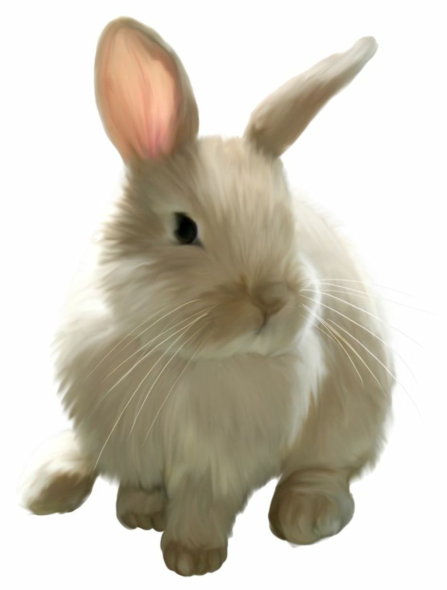 Download High Quality bunny clipart realistic Transparent PNG Images