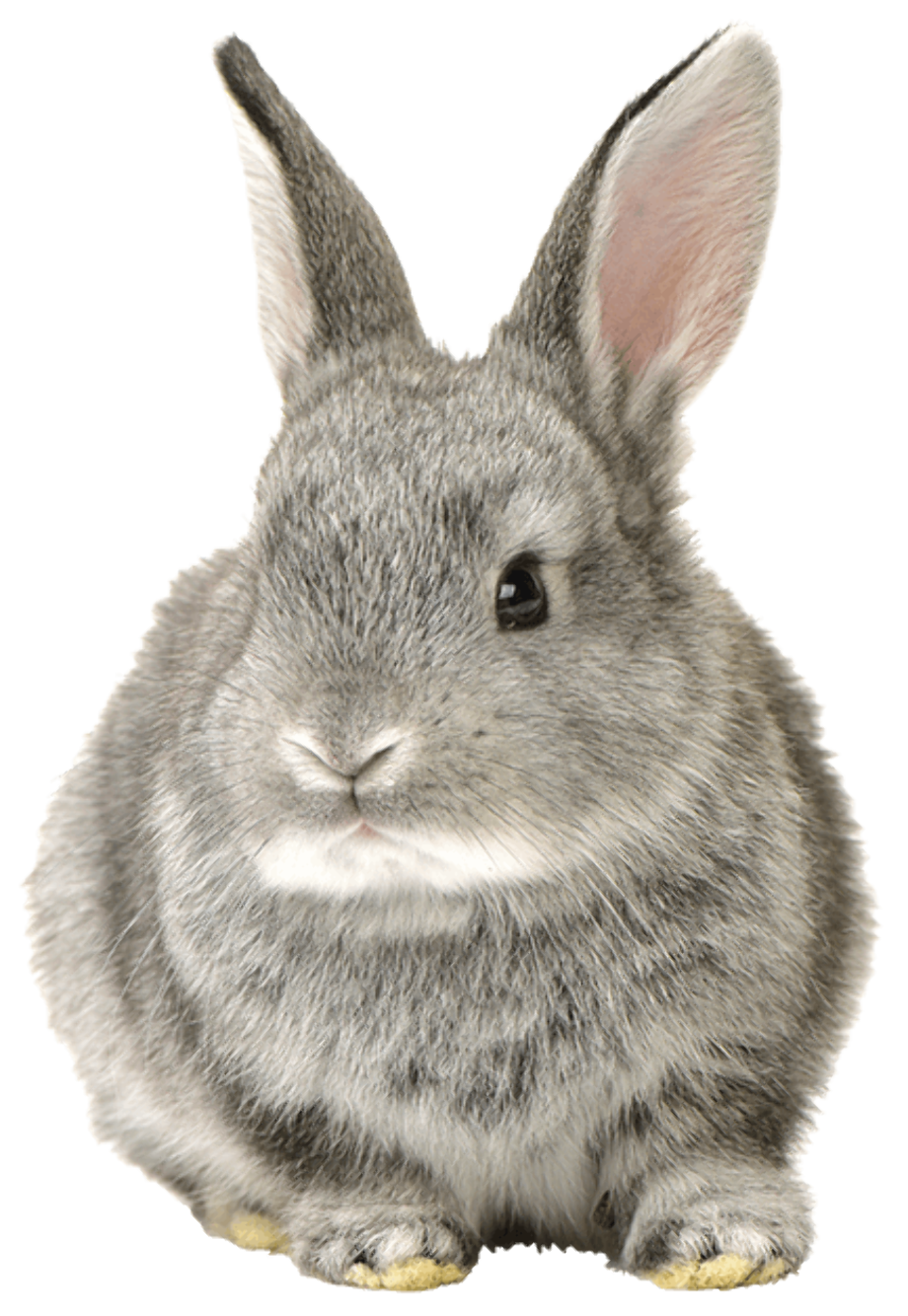 Download High Quality bunny clipart realistic Transparent PNG Images