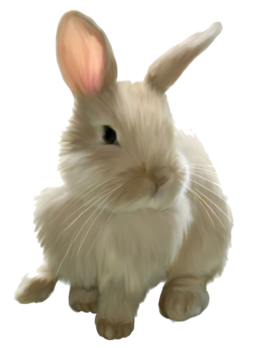 Download High Quality bunny clipart transparent background Transparent