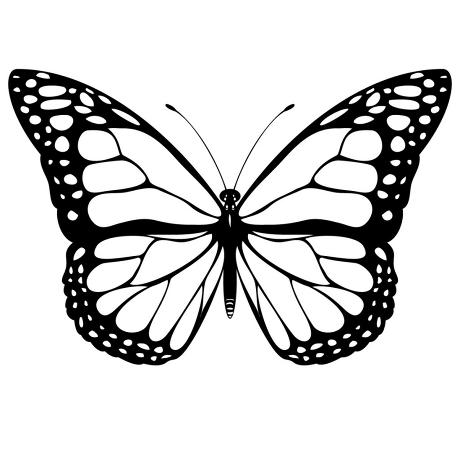 butterfly clip art realistic