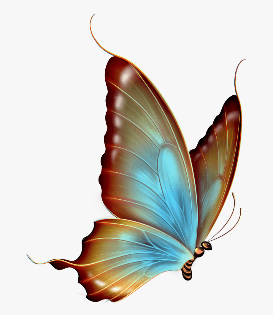 transparent background butterfly