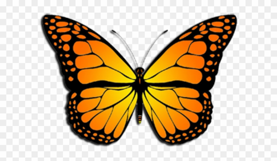 butterflies clipart monarch