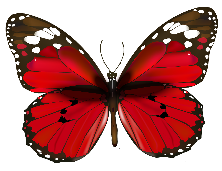 Download High Quality butterfly clipart red Transparent PNG Images ...