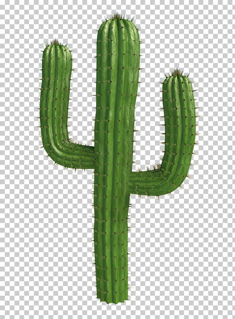 Download High Quality cactus clip art saguaro Transparent PNG Images